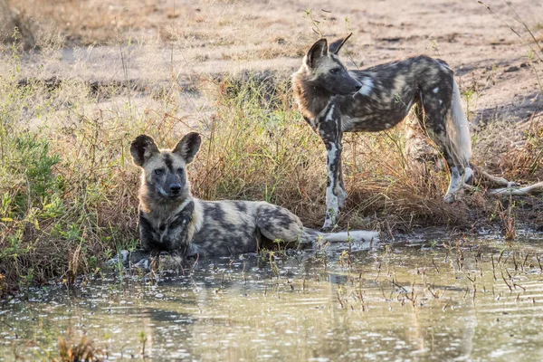 Dos perros salvajes africanos junto al agua . — Foto de Stock