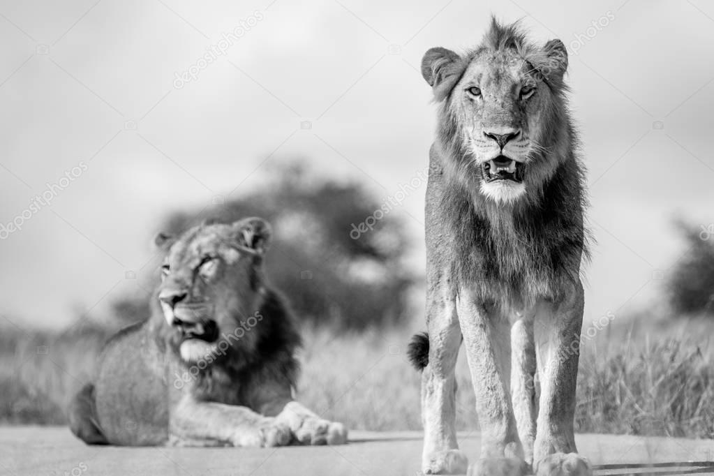 Two young male Lion brothers in black and white.