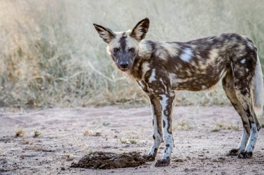 Afrika yaban köpeği kameraya yıldızı.