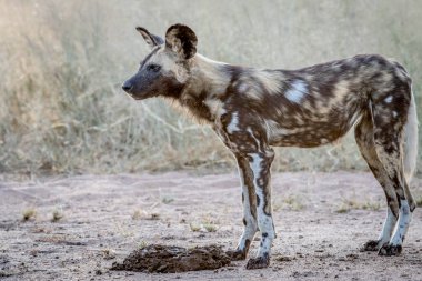 Afrika yaban köpeği yan profili.