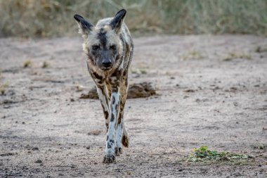 Afrika vahşi köpek kameranın doğru yürüyen.