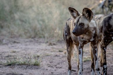 Afrika yaban köpeği yan profili.