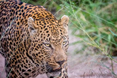 Büyük bir erkek leopar yan profili.