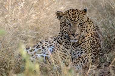 Büyük erkek leopar yüksek çim döşeme.