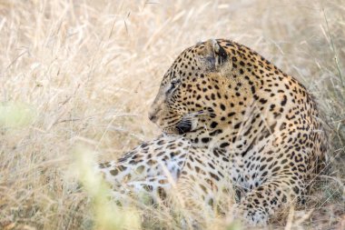 Büyük erkek leopar yüksek çim döşeme.