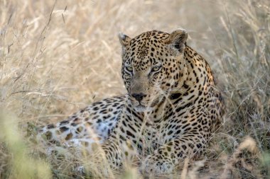 Büyük erkek leopar yüksek çim döşeme.