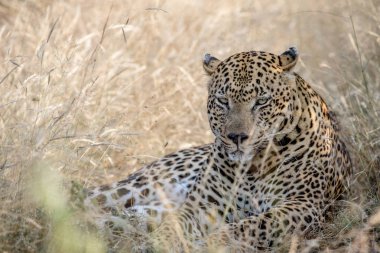 Büyük erkek leopar yüksek çim döşeme.