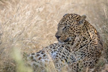 Büyük erkek leopar yüksek çim döşeme.