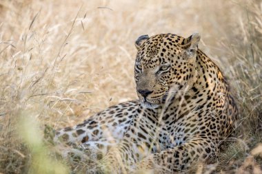 Büyük erkek leopar yüksek çim döşeme.