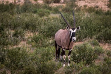 Oryx ayakta çim ve seyir.