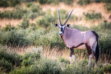 Gemsbok kameraya yıldızı.