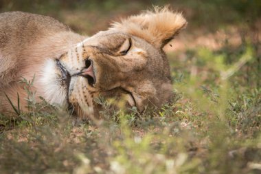 Uyuyan bir aslana yaklaş.
