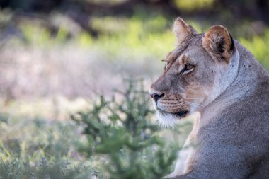 Bir dişi aslan Kgalagadi içinde yan profili.