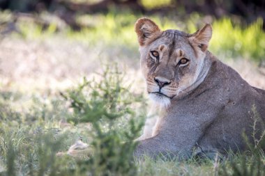 Kameraya bakarak dişi aslan.