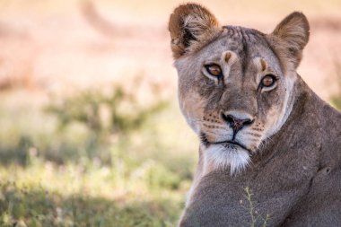 Seyir sırt içinde Kgalagadi dişi aslan.