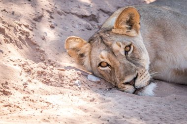 Kuma döşeme ve oynadığı dişi aslan.