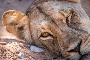 Dişi aslan kameraya göz kırpıyor.