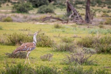 Otların arasında yürüyüş Kori damla.