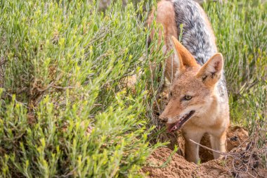 Kara sırtlı çakal ayakta çim.