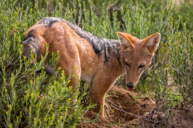 Kara sırtlı çakal ayakta çim.