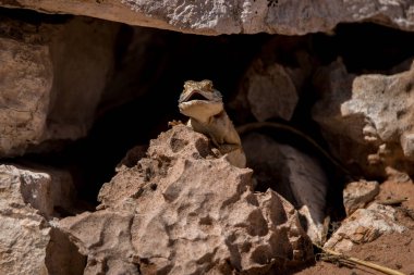Zemin agama Kgalagadi bir mağarada saklanıyor.