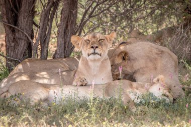 Çim döşeme aslan gurur.