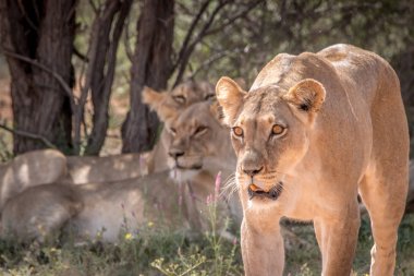 Kameranın doğru yürüyen dişi aslan.
