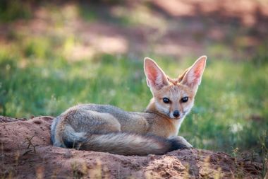 Kuma bırakmasını Cape fox.