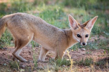 Cape fox kameraya yıldızı.