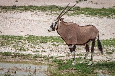 Gemsbok Kgalagadi içinde yan profili.
