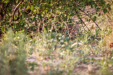 Afrika yaban kedisi çalıların gizleme.