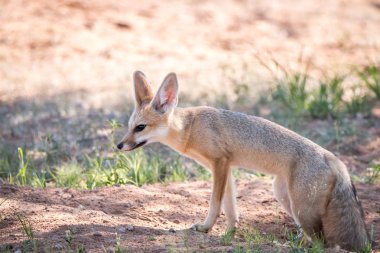 Kgalagadi kuma yürüyüş Cape fox.