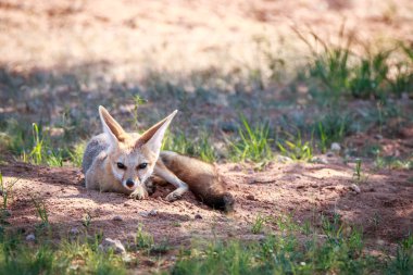 Kgalagadi kuma döşeme Cape fox.
