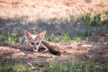 Kgalagadi kuma döşeme Cape fox.
