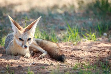 Kgalagadi kuma döşeme Cape fox.