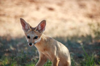 Cape fox kameraya yıldızı.
