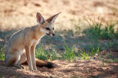 Kgalagadi kuma oturan Cape fox.