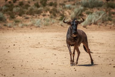 Mavi wildebeest kameraya yıldızı.