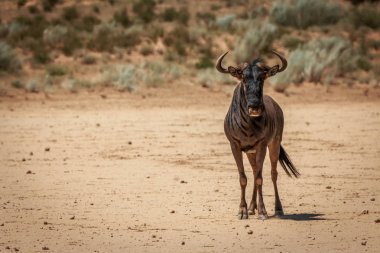 Mavi wildebeest kameraya yıldızı.