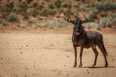 Mavi wildebeest kameraya yıldızı.