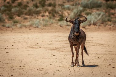 Mavi wildebeest kameraya yıldızı.