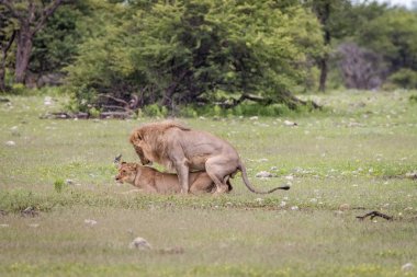 Otların arasında çiftleşme aslan Çift.