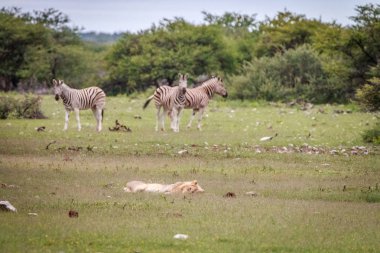 Erkek aslan Zebra önünde uyuyor.