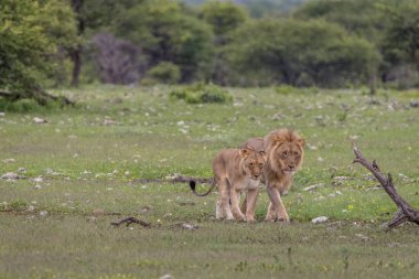İki çimenlerde yürüyor çiftleşme aslan.