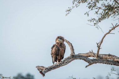 Juvenil Bateleur bir dal üzerinde oturan.