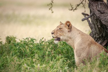 Yan profil yüksek çim aslan.