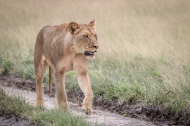 Kalahari kum yürüyüş aslan.