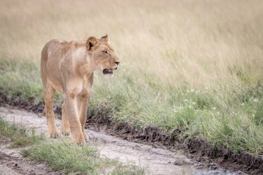 Kalahari kum yürüyüş aslan.