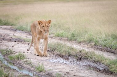Kalahari kum yürüyüş aslan.