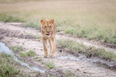 Kalahari kum yürüyüş aslan.